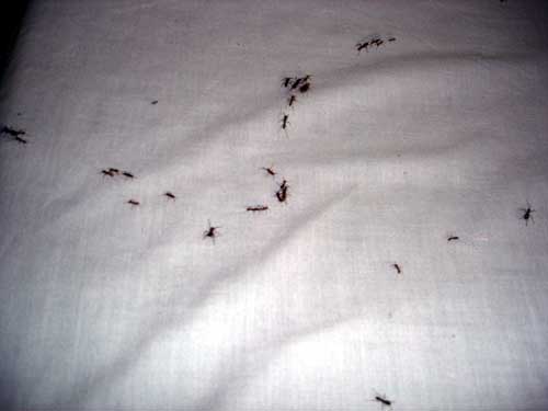 Army Ants 4