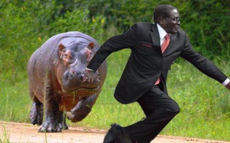 hippo mugabe #MugabeFalls 